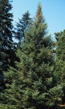 Abies balsamea: Balsam Fir Seeds