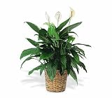 Teleflora's Large Spathiphyllum Plant
