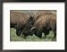 American Bison Spar During the Summer Mating Season Framed Photographic Poster Print by Norbert Rosing, 21x17