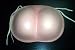 Gag Fake Foam EVA Buns Butt Costume Halloween Body Part Strap On