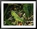 Aleutian Shield Fern, an Endangered Plant Found Only on Adak Island National Geographic Collection Framed Art Poster Print by Joel Sartore, 49x39