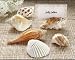 Shells by the Sea Authentic Shell Placecard Holders with Matching Placecards (Set of 6)