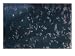 Rice-Sized Copepods are the Primary Food Source for Bowhead Whales Animals Photographic Poster Print by Paul Nicklen, 24x18 Image