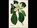 Magnolia #62 by Christoph Jacob Trew - Fine Art Print / Poster - 25.00 x 20.00