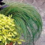 Ornamental Grass Seeds - Mexican Feather Grass Ponytails