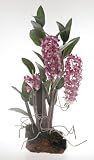Dendrobium Silk Orchid Arrangement w / Root Base - B001DQD264