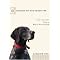 My Dog and I - inspirational stories -  Canvas Dog Studio