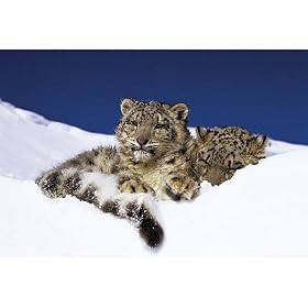 Snow Leopards In Arctic Snow Photo Poster Print - 61x91 cm