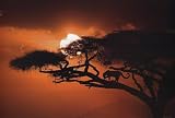 (24x36) Jim Zuckerman African Sky 2 Art Print Poster