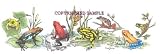 Frogs, Tropical - Drawing by Cindy Farmer