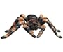 Discovery Exclusive Radio Control Tarantula