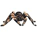 Discovery Exclusive Radio Control Tarantula