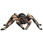 Discovery Exclusive Radio Control Tarantula