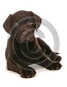 Rectangle keyring brown labrador puppy dog laying