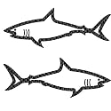 Chroma Graphics 3680 Shark (Carbon Fiber) 5" x 2" Decal - Die Cutz