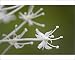 Photographic Prints of Bear grass (Indian basket grass) (Xerophyllum tenax), Glacier National Park, from Robert Harding