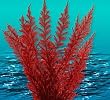 Nature's Image: Medium Aquafern Red, Freshwater 6"