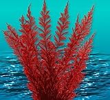 Aqua Fern Red Color Medium 6" Aquarium Plant