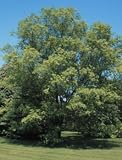 Ulmus parvifolia: Chinese Elm Seeds