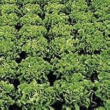 Organic Eros Endive - 150 Seeds - Veggie