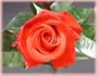 Hot 'n' Spicy (Rosa Floribunda) - Bare Root Rose