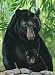 Black Bear, 12 X 18 Flag Banner