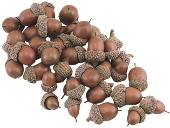 Acorns