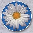 AutoCoaster ~ White Daisy ~ Tile Drink Coaster for car cupholder ~ code 134