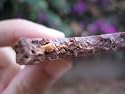 Mo's Dark Chocolate Bacon Bar from Vosges