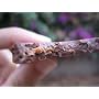 Mo's Dark Chocolate Bacon Bar from Vosges