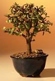 Baby Jade Bonsai Tree - Small.Portulacaria Afra