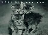 What Kittens Are