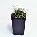 Eleocharis radicans, Toe Tickling Grass, Miniature Rush, 3