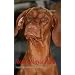 Mona, Magyar Vizsla: Jagdhund f�r Nichtj�ger