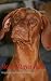 Image of Mona, Magyar Vizsla: Jagdhund für Nichtjäger