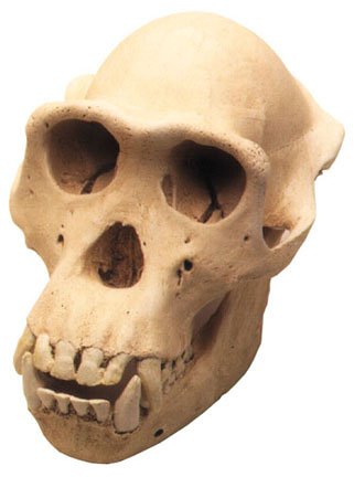 #0208 1 Chimpanzee Skull w Stand