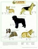 Canine Herding Group Chart