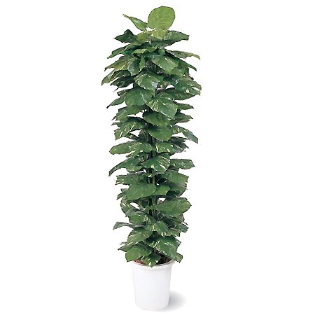 【人工植物】ヘゴ付きポトス