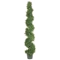 Spiral-Shaped Pond Cypress Plant in Plastic Pot - 6'