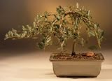 Weeping Willow Bonsai Tree.(salix repens 'boyd's pendula')