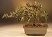 Weeping Willow Bonsai Tree.(salix repens 'boyd's pendula') Image