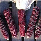 Bloody Butcher Sweet Corn 100 Seeds - Heirloom - B000TY1AHY
