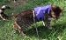 Mynwood Cat Jacket/Harness Purple Adult Cat