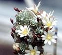 Miniature Button Cactus 20 Seeds - Blossfeldia - Tiny!