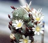 Miniature Button Cactus 20 Seeds - Blossfeldia - Tiny!