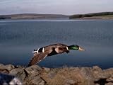  : Life of Birds