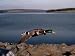  : Life of Birds