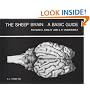 The Sheep Brain: A Basic Guide