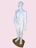 Male Acupuncture Model 20