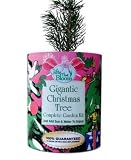 World's Biggest Christmas Tree Garden - Blooming Gifts